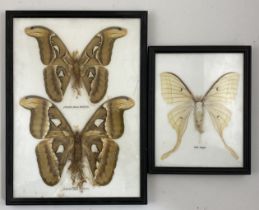 Pair of Moth Collages