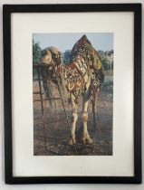 H. Allen - Photograph of Camel