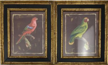 Pair of Vintage Parrot Prints
