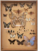 Schaukasten mit 27 Schmetterlingen, Käfern und anderen Insekten, vorderseitig verglast, 56x40x8,5 c