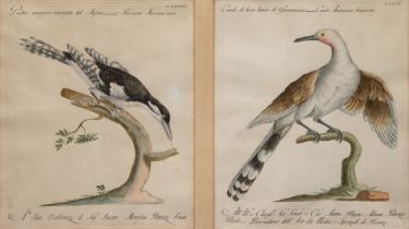 2 Vogeldarstellungen, Farbgrafik, in der Platte bezeichnet, je 36,5x29 cm, im Passepartout hinter G