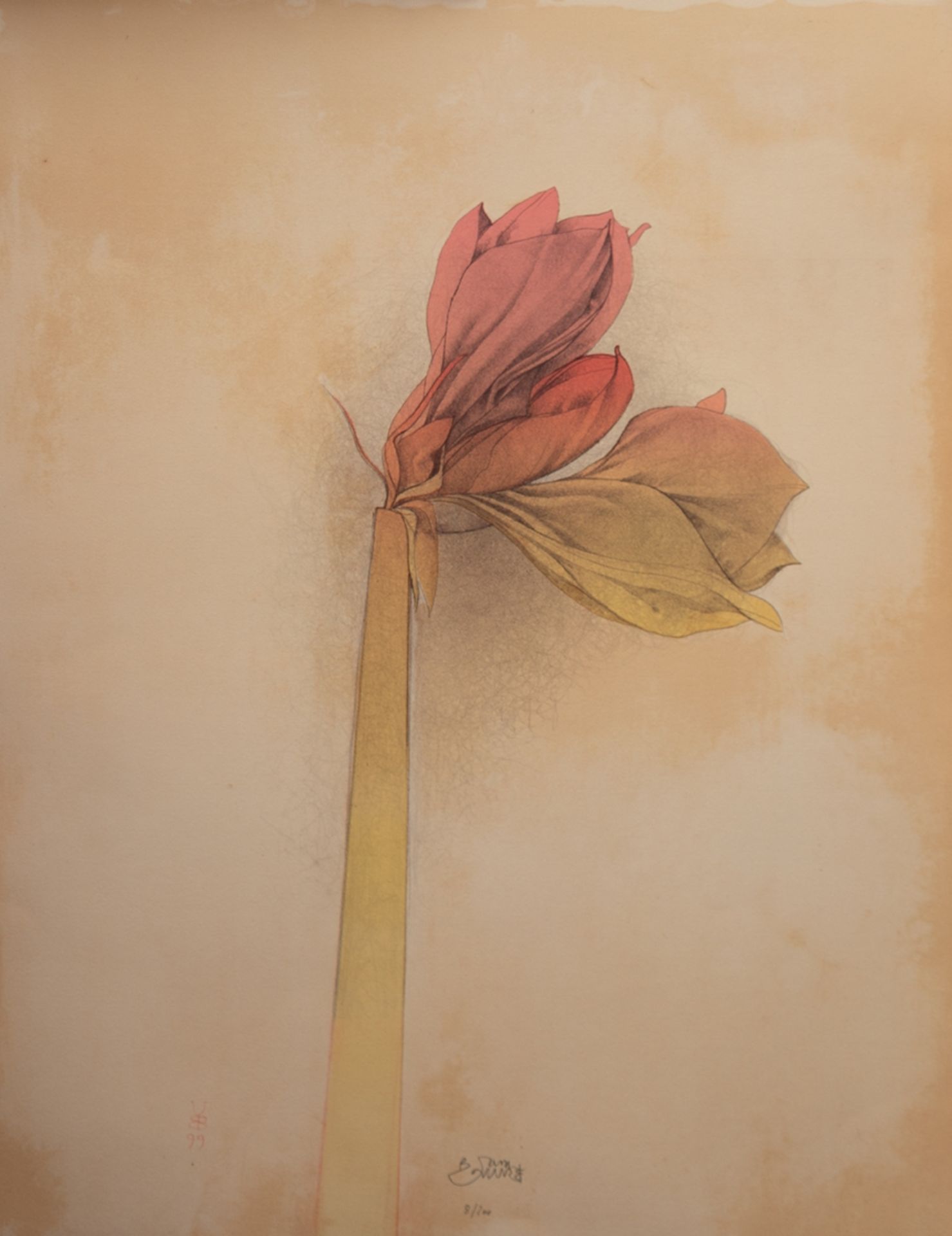 Bruni, Bruno (geb. 1935 in Gradara/Italien-lebt in Hannover) "Amaryllis", Farblitho., 8/ 200, hand