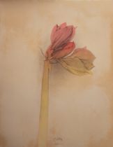 Bruni, Bruno (geb. 1935 in Gradara/Italien-lebt in Hannover)  "Amaryllis", Farblitho., 8/ 200, hand