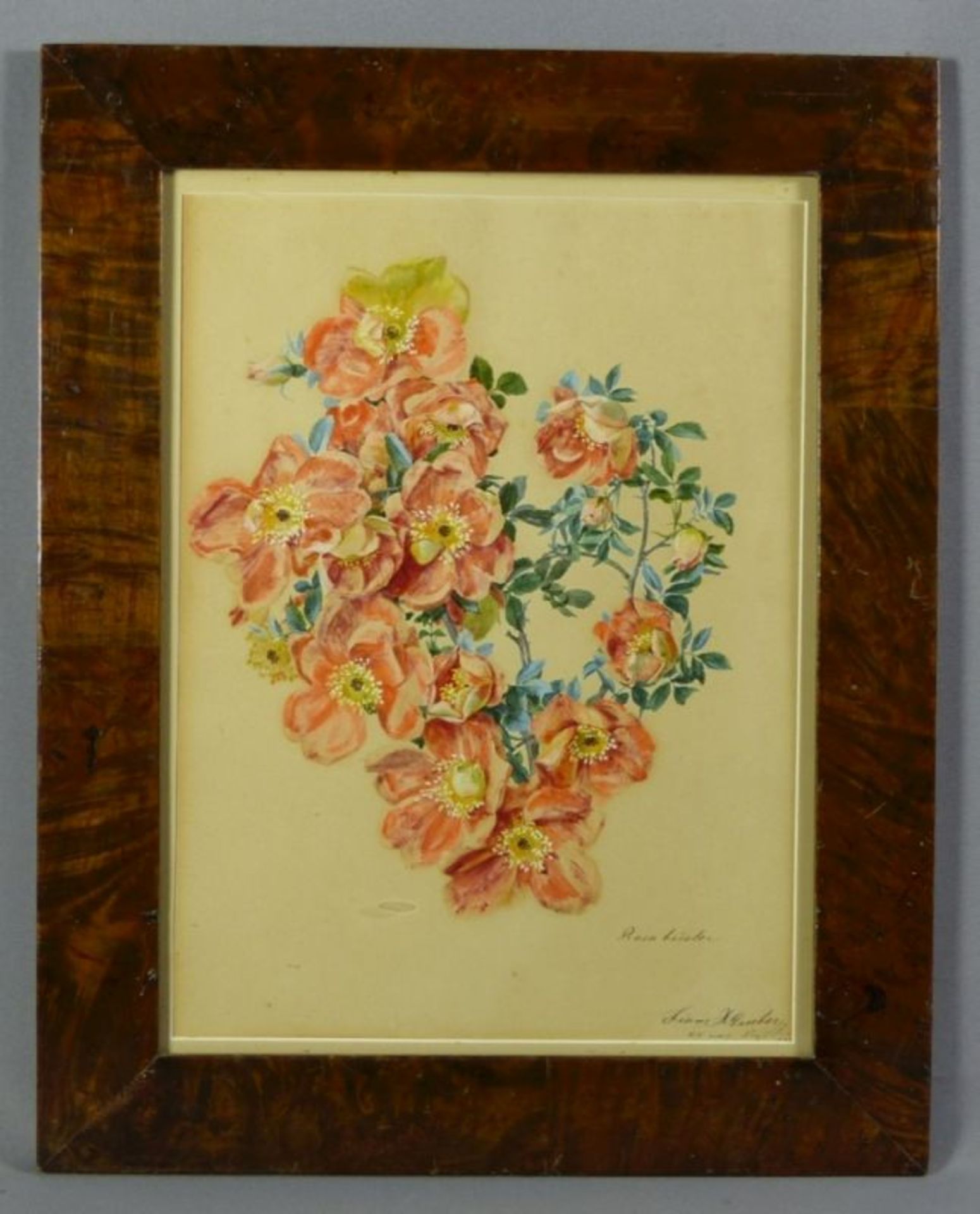 Gruber, Franz Xaver (Attrib.): "Rosa bicolor" - Image 2 of 4
