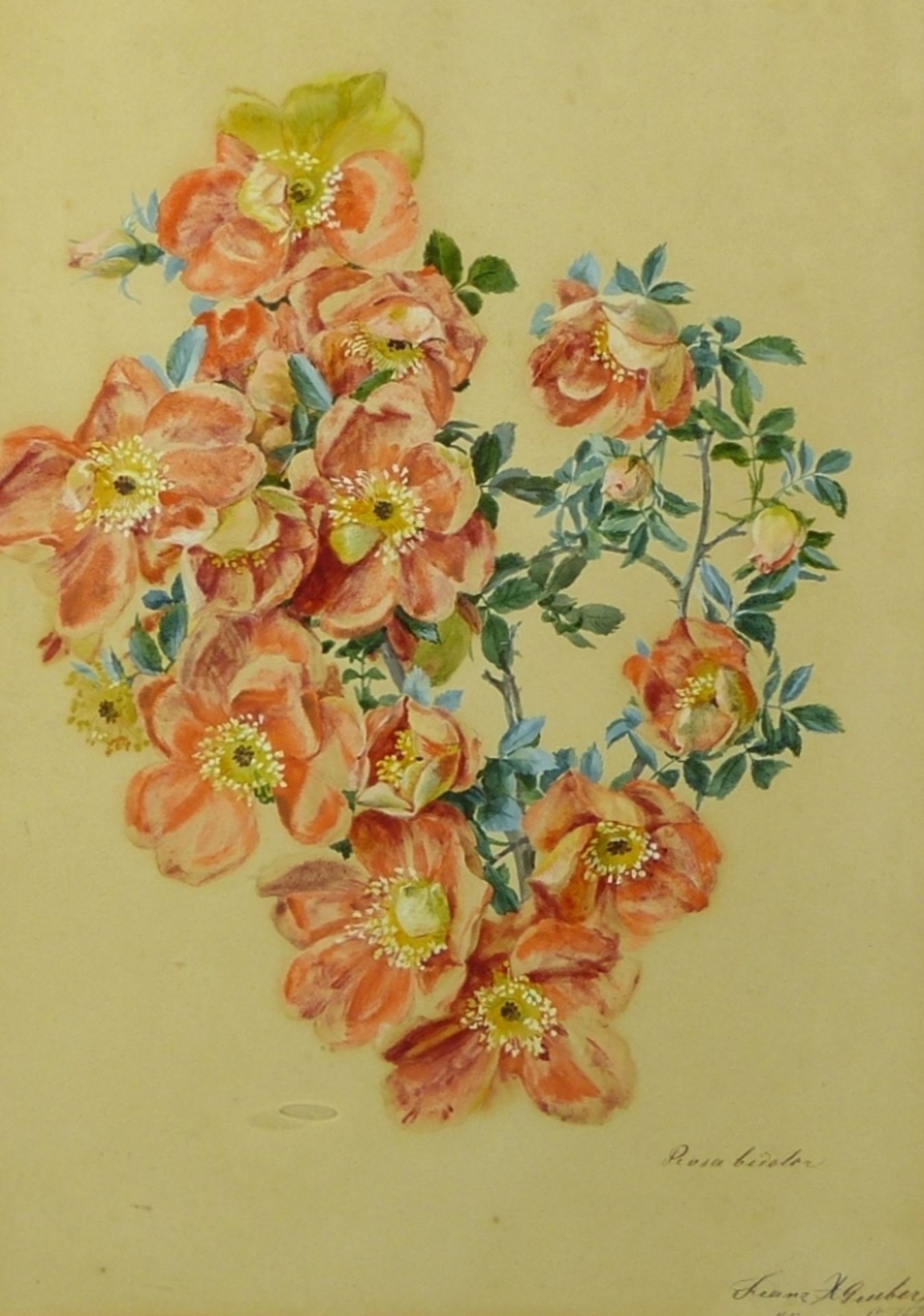 Gruber, Franz Xaver (Attrib.): "Rosa bicolor"
