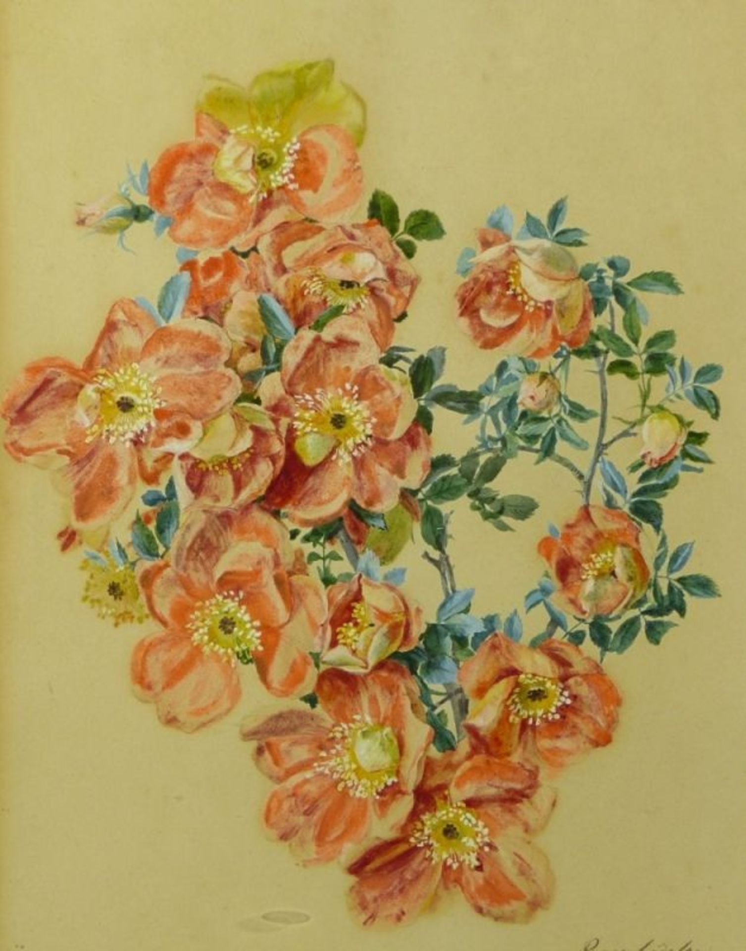 Gruber, Franz Xaver (Attrib.): "Rosa bicolor" - Image 3 of 4