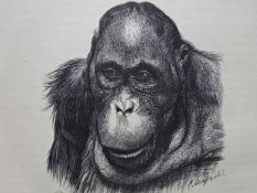 Hartmann - Gorilla