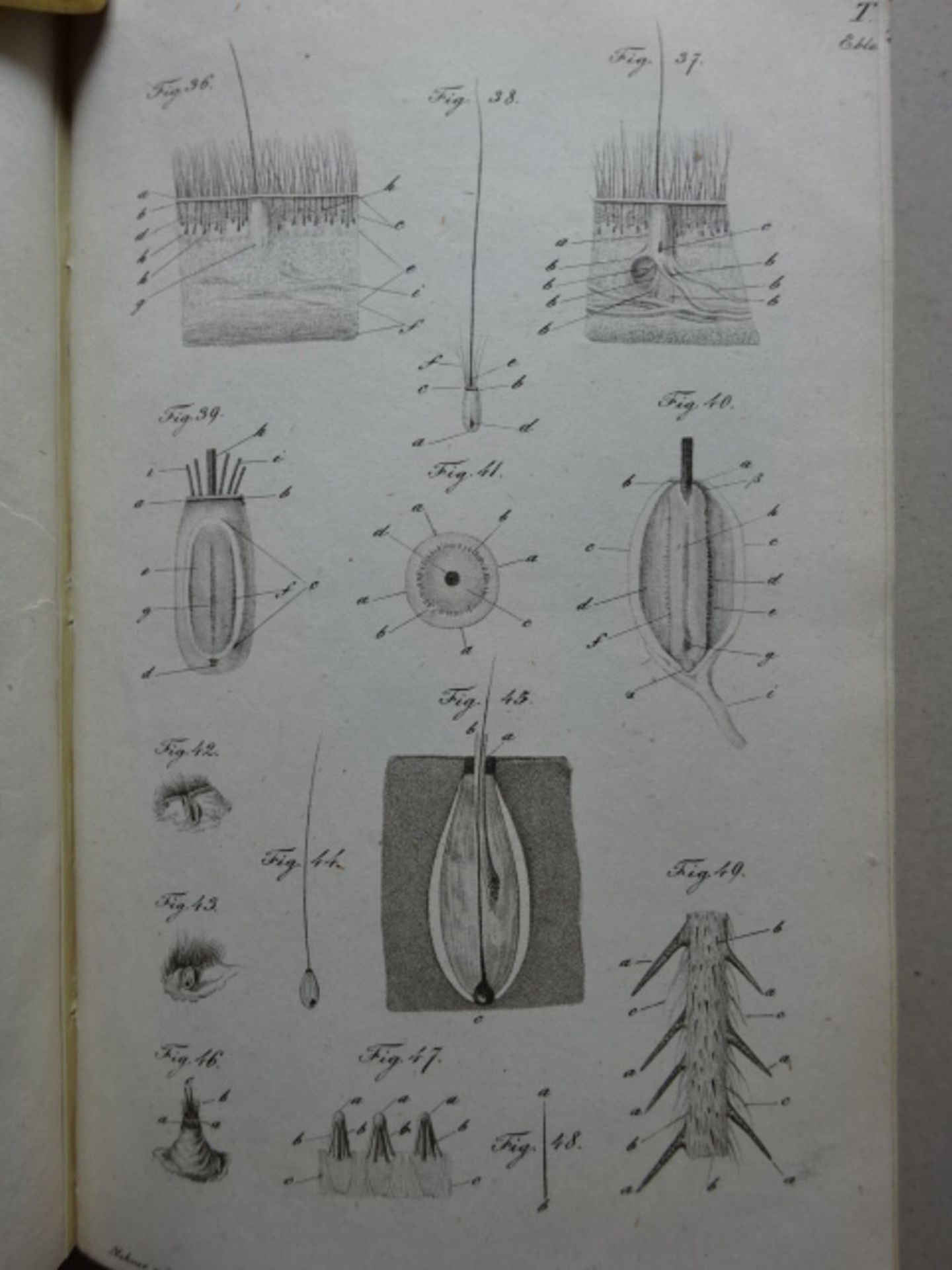 Eble - Lehre von den Haaren - Image 4 of 5