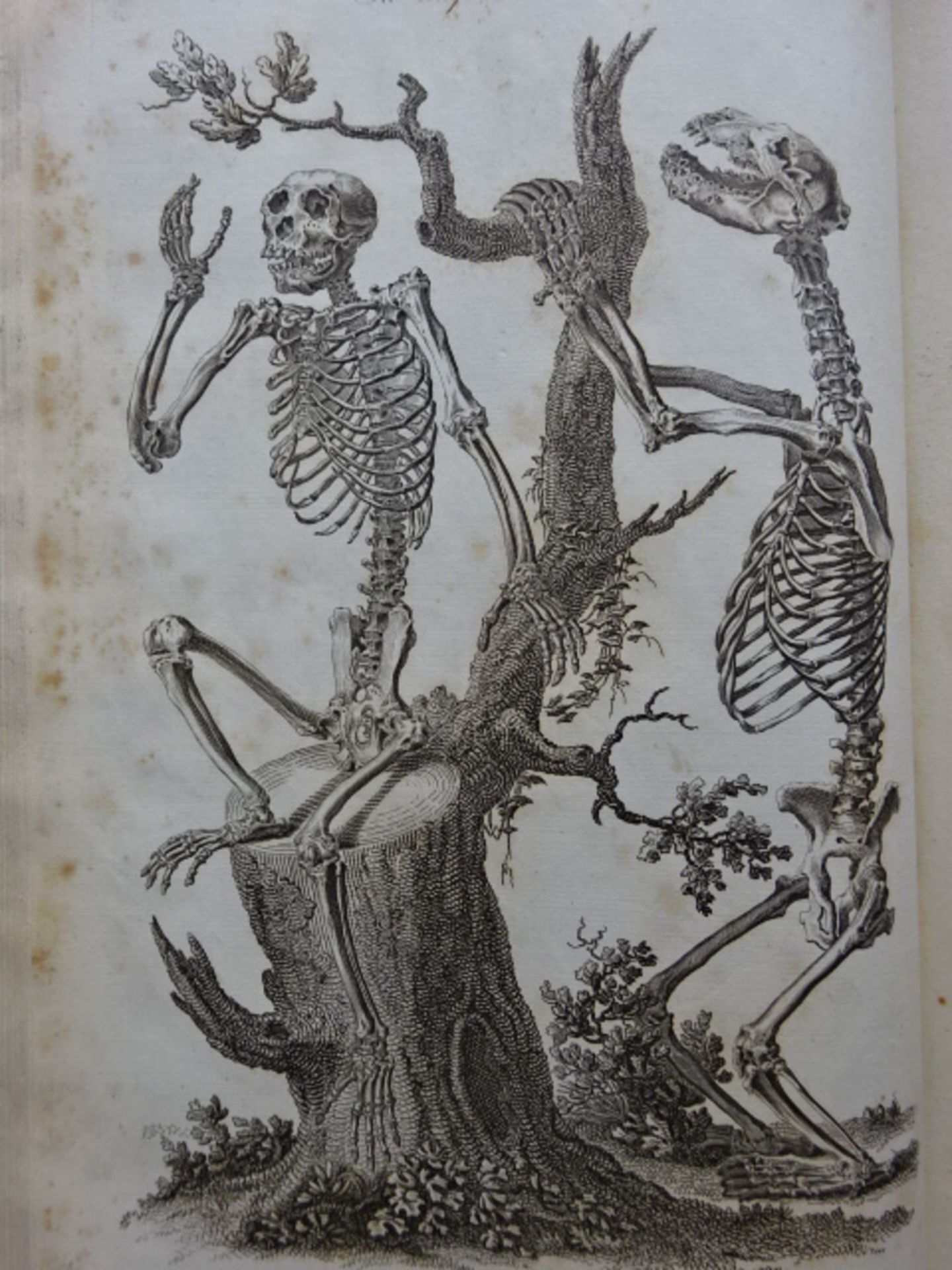 Royal Encyclopaedia, 1790