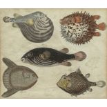 Friedrich Justin BERTUCH (1747 - 1822). "Marvellous fish". 1808.