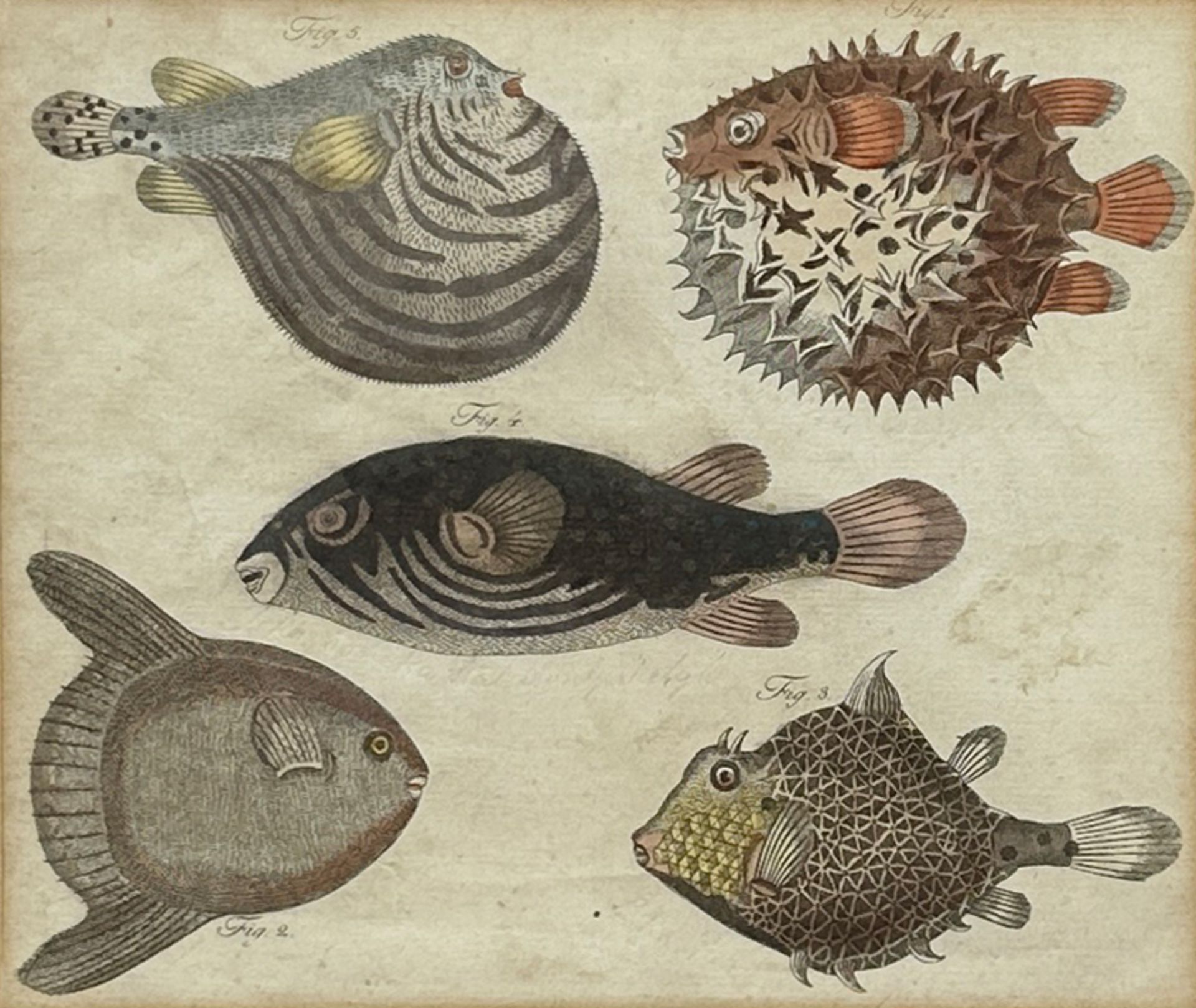 Friedrich Justin BERTUCH (1747 - 1822). "Wunderbare Fische". 1808.