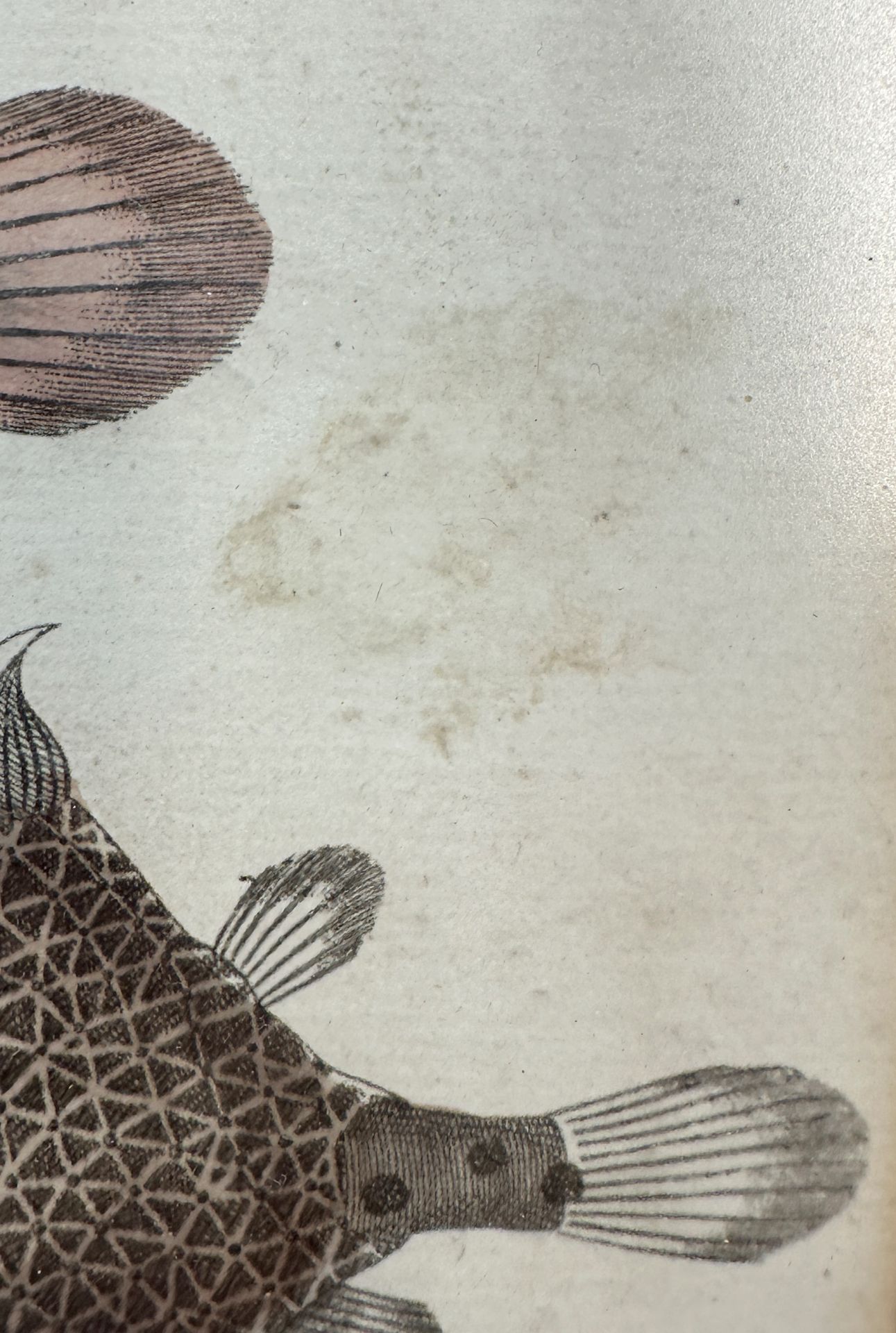 Friedrich Justin BERTUCH (1747 - 1822). "Wunderbare Fische". 1808. - Bild 7 aus 10