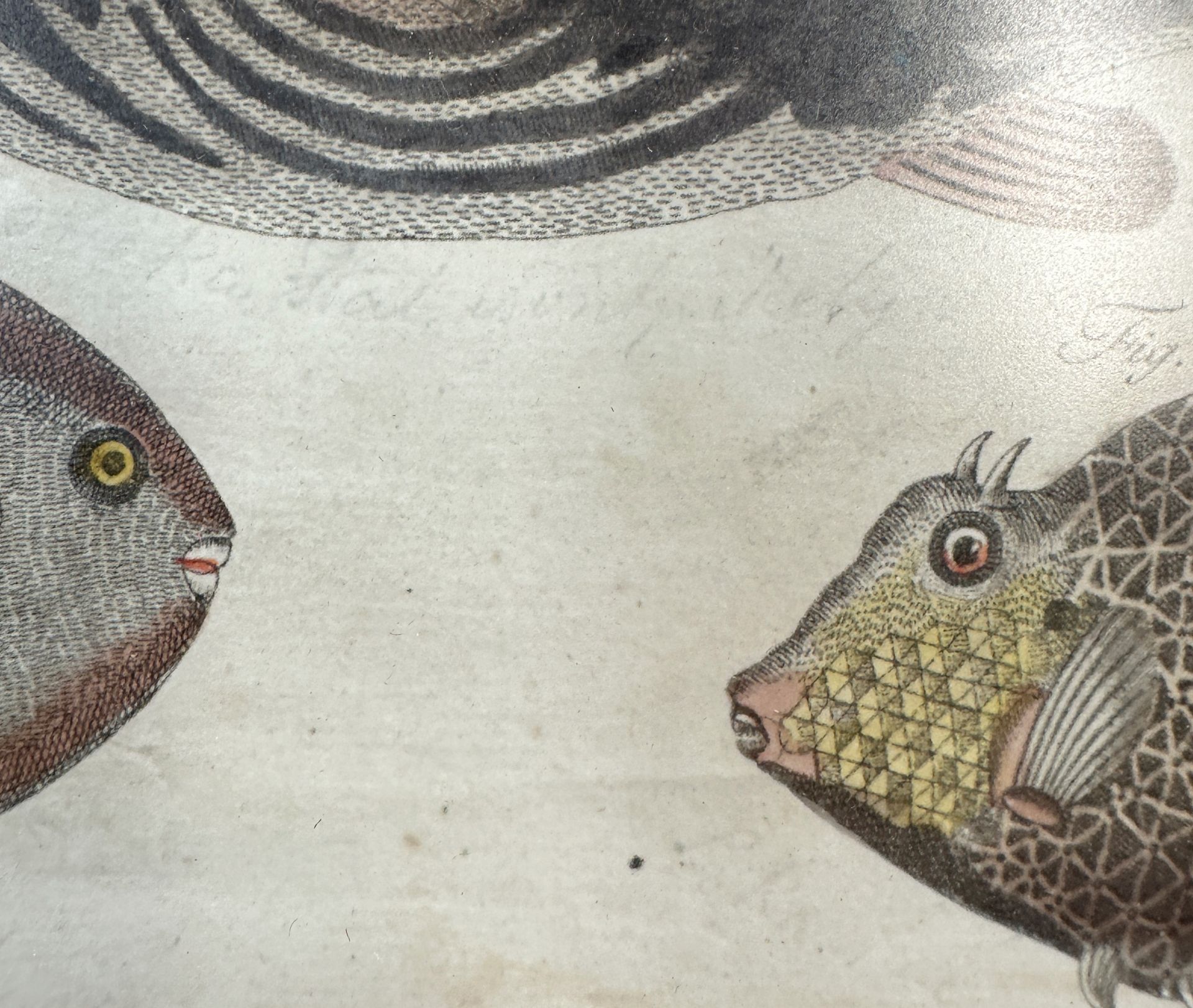Friedrich Justin BERTUCH (1747 - 1822). "Wunderbare Fische". 1808. - Bild 8 aus 10