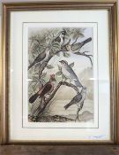 Lithographie Bungartz