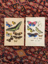 NO RESERVE: English, 19th Century, Two entomological illustrations of butterflies