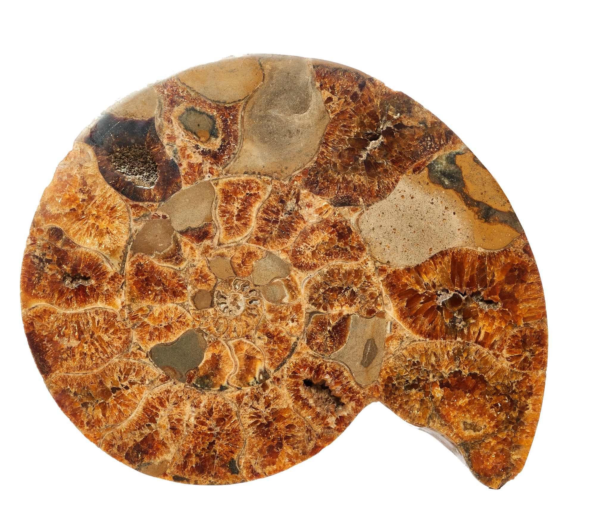 Jurassic, An attractive pair of large and polished ammonite fossils - Image 2 of 2