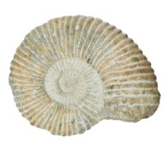 Jurassic, A large ammonite fossil