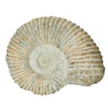 Jurassic, A large ammonite fossil