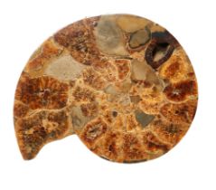 Jurassic, An attractive pair of large and polished ammonite fossils