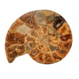Jurassic, An attractive pair of large and polished ammonite fossils