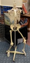 ANATOMICAL SKELETON FIGURE - NO HEAD