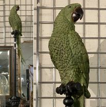 LARGE GREEN PARROT ON PERCH