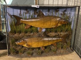 LARGE TROUT DISPLAY IN CASE A/F