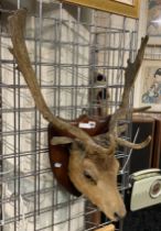 TAXIDERMY STAGS HEAD