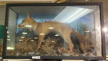 TAXIDERMY FOX IN CASE