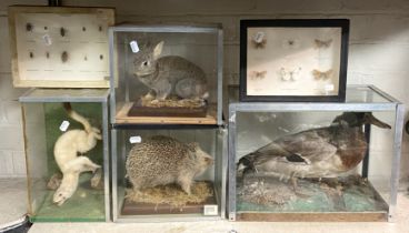 COLLECTION OF TAXIDERMY INCL. RABBIT, STOAT, HEDGEHOG, DUCK, BUTTERFLIES ETC