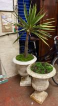 2 LARGE CAST IRON URNS - ONE WITH PLANT