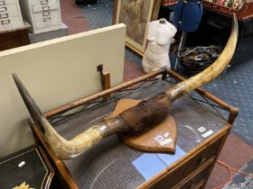 HIGHLAND CATTLE HORNS