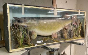 LARGE CASED TAXIDERMY PIKE