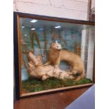 CASED TAXIDERMY STOAT