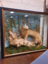 CASED TAXIDERMY STOAT