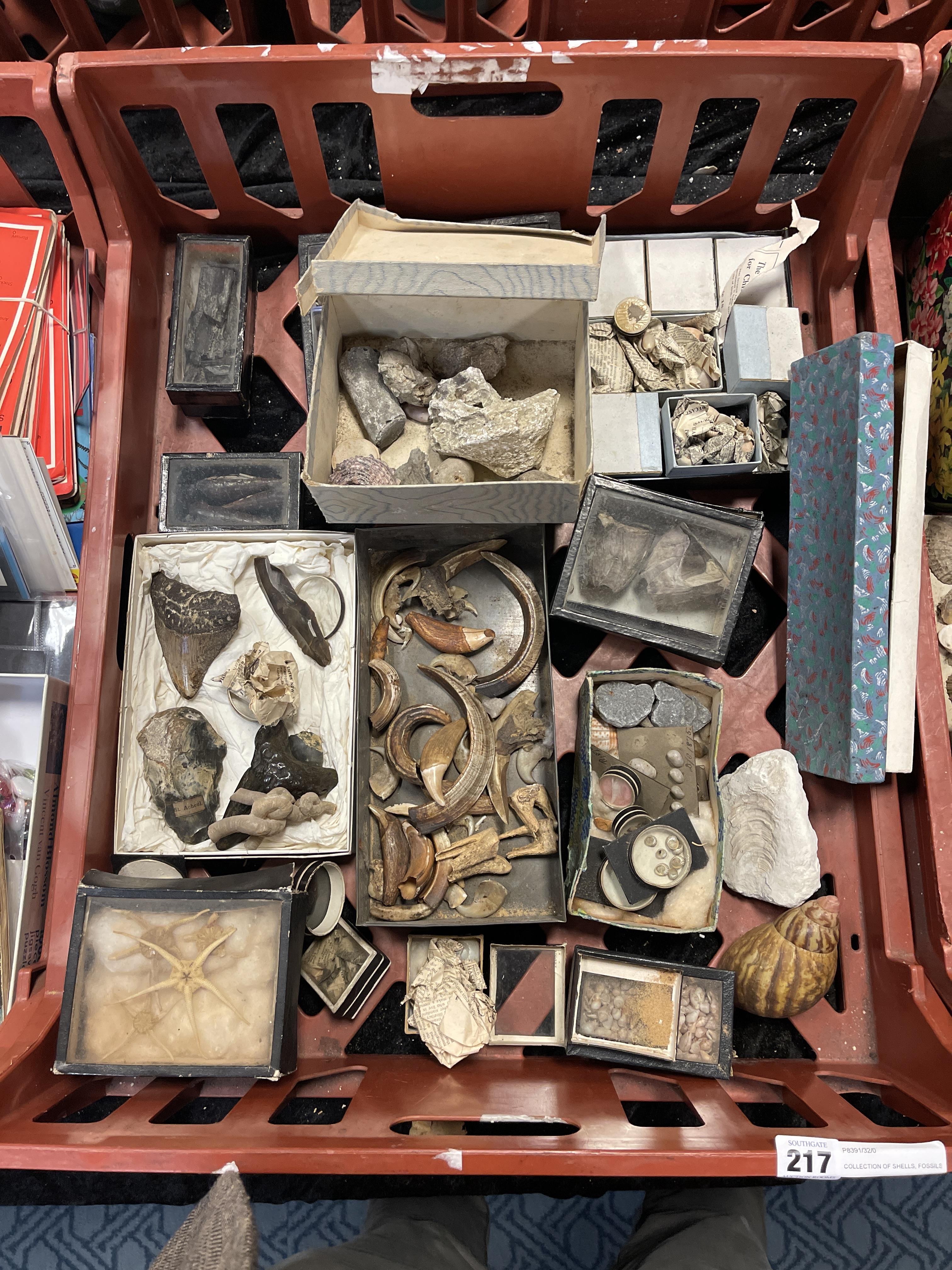 COLLECTION OF SHELLS, FOSSILS, 1 SHARKS TOOTH & ARCHAEOLOGICAL ITEMS - Image 4 of 6