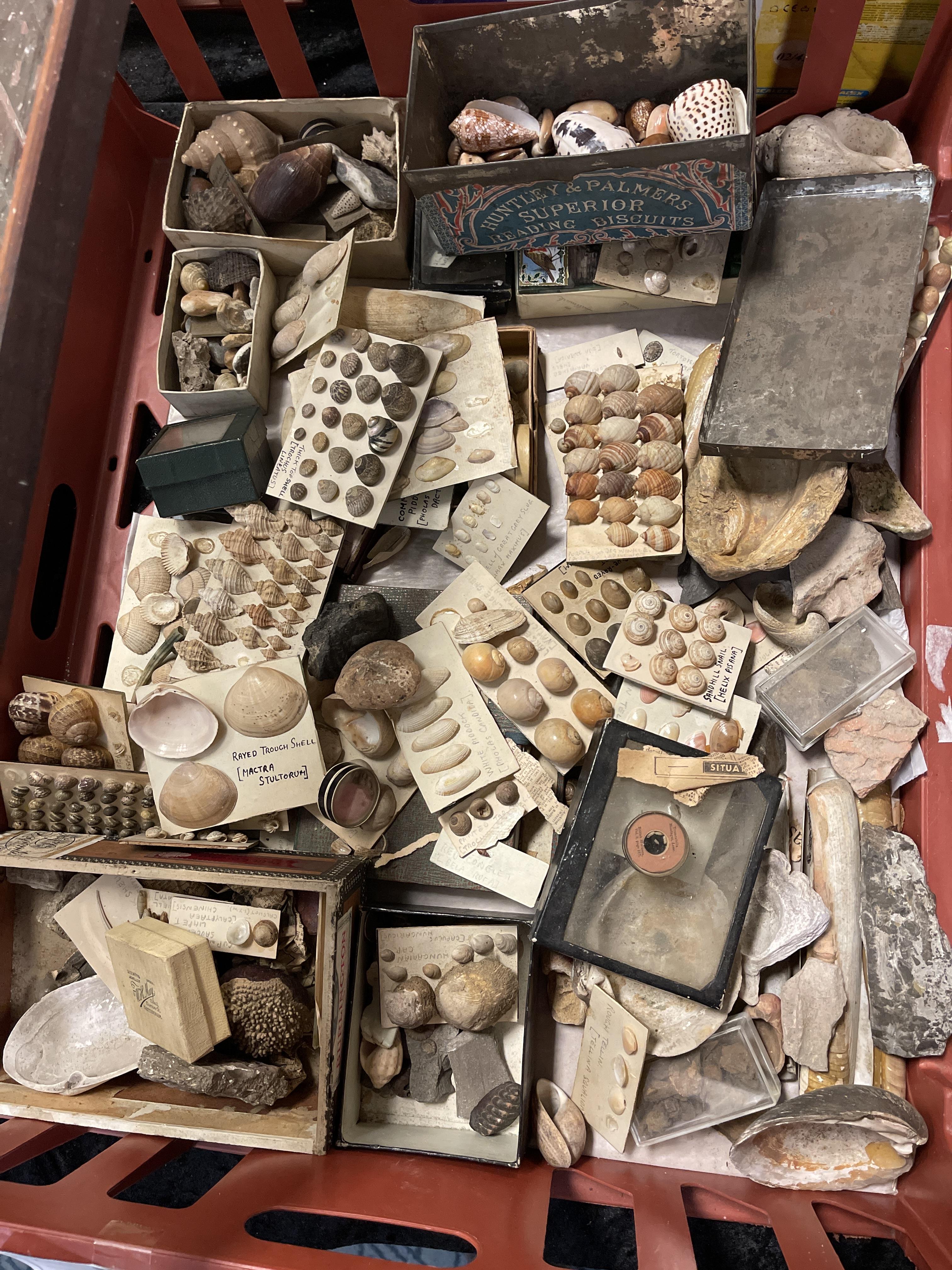COLLECTION OF SHELLS, FOSSILS, 1 SHARKS TOOTH & ARCHAEOLOGICAL ITEMS - Image 6 of 6