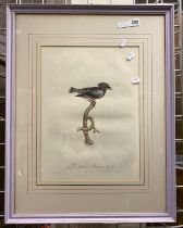 ORNITHOLOGICAL (BIRD) PRINT FROM 1806 BY JAQUES BARRABAND - PUBLISHED BY ROUSSET, ILLUSTRATED BY