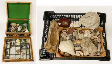 TWO TRAYS OF FOSSILS, SHELLS ETC