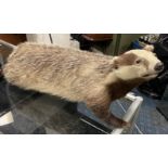 VICTORIAN TAXIDERMY BADGER - 32CMS (H) APPROX
