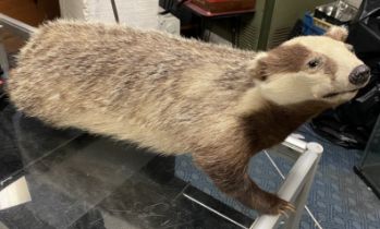 VICTORIAN TAXIDERMY BADGER - 32CMS (H) APPROX