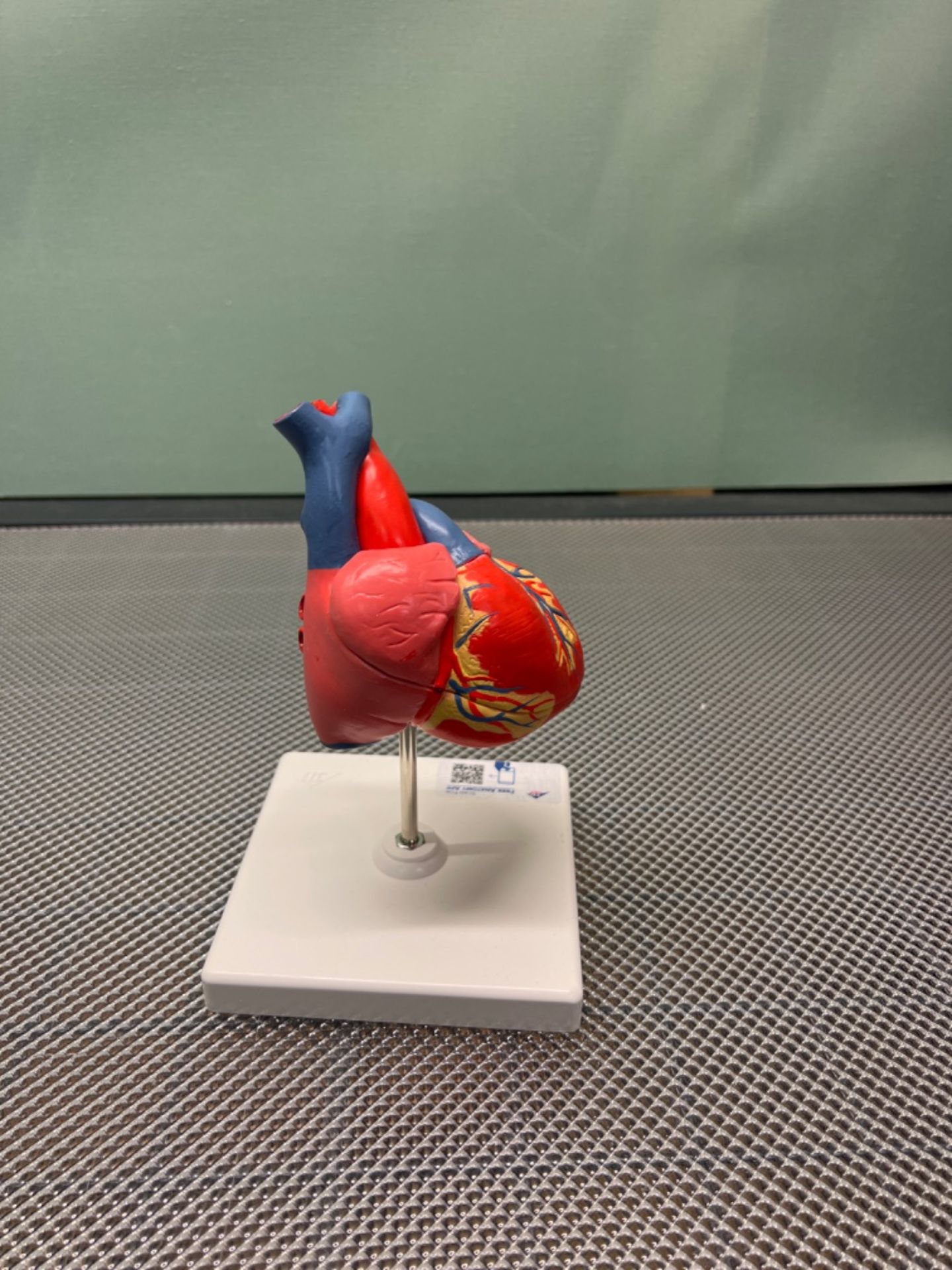 3B Scientific Human Anatomy - Classic Heart Model, 2 Part + free Anatomy App - 3B Smart Anatomy - Image 2 of 3