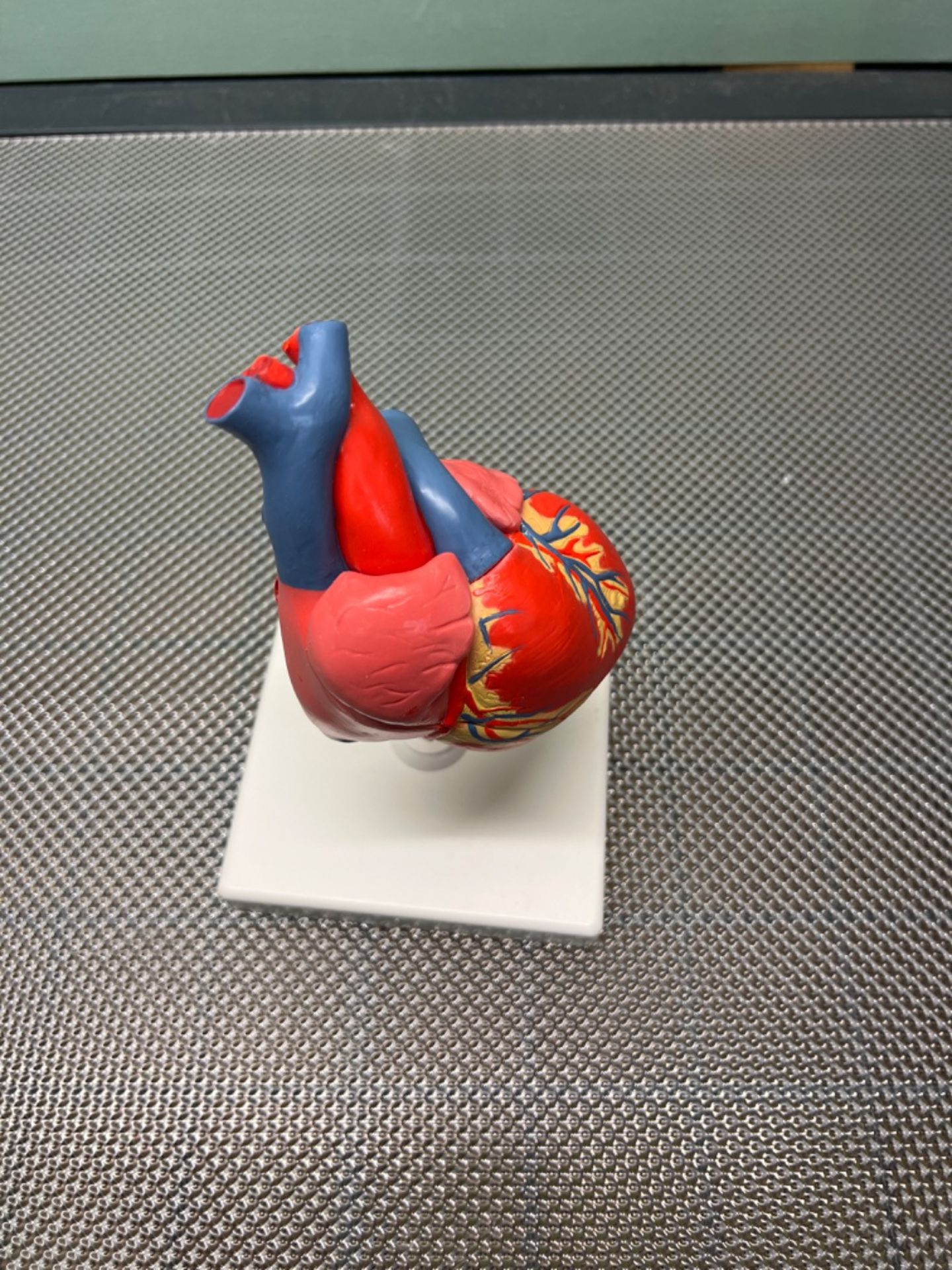 3B Scientific Human Anatomy - Classic Heart Model, 2 Part + free Anatomy App - 3B Smart Anatomy - Image 3 of 3