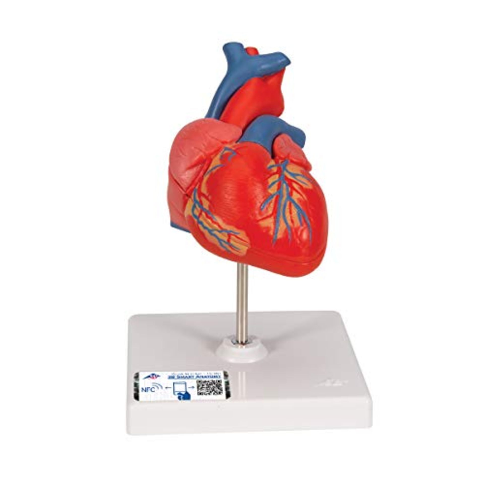 3B Scientific Human Anatomy - Classic Heart Model, 2 Part + free Anatomy App - 3B Smart Anatomy