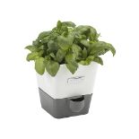 Cole & Mason H105249 Burwell Self-Watering Potted Herb Saver, Windowsill Herb Planter Indoor/Herb B