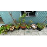 A collection of glazed stoneware garden planters of various sizes.