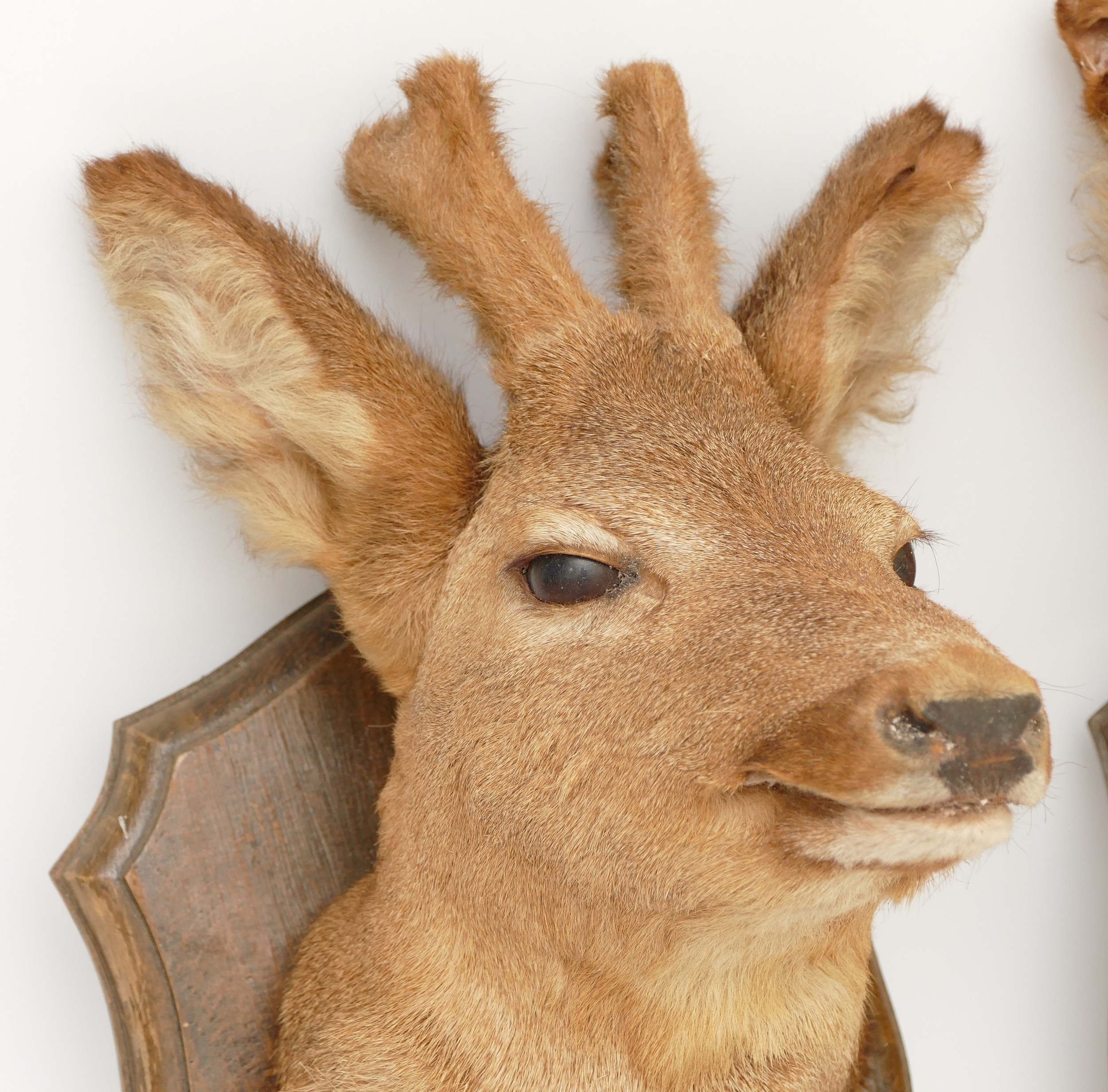 Taxidermy/Natural History; a pair of roe deer (Capreolus capreolus) mounts on oak shield plaques, - Image 3 of 4