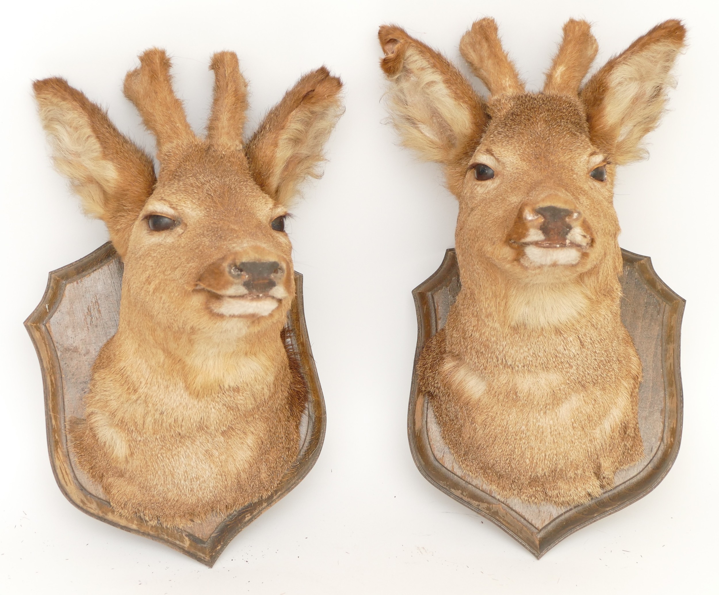 Taxidermy/Natural History; a pair of roe deer (Capreolus capreolus) mounts on oak shield plaques,