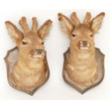 Taxidermy/Natural History; a pair of roe deer (Capreolus capreolus) mounts on oak shield plaques,