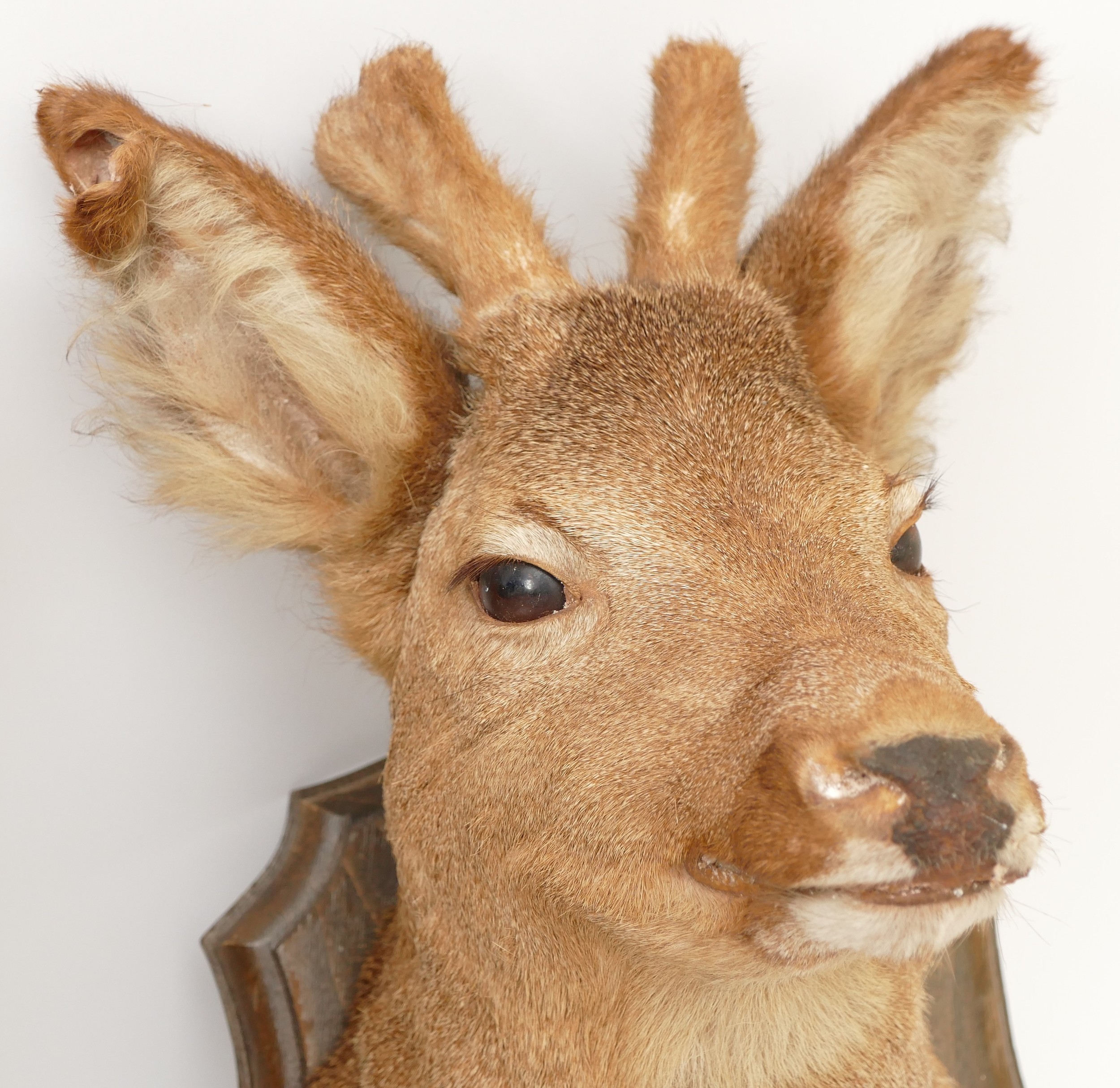 Taxidermy/Natural History; a pair of roe deer (Capreolus capreolus) mounts on oak shield plaques, - Image 4 of 4